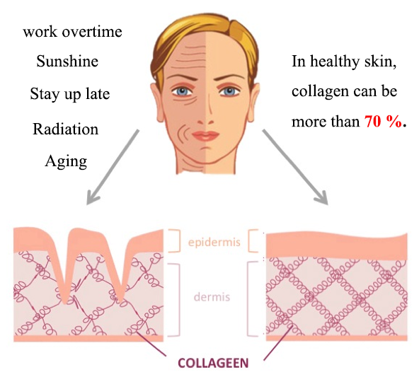 collagen in skin