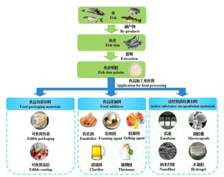 edible gelatin, glutin, chinese gelatin, gelatine