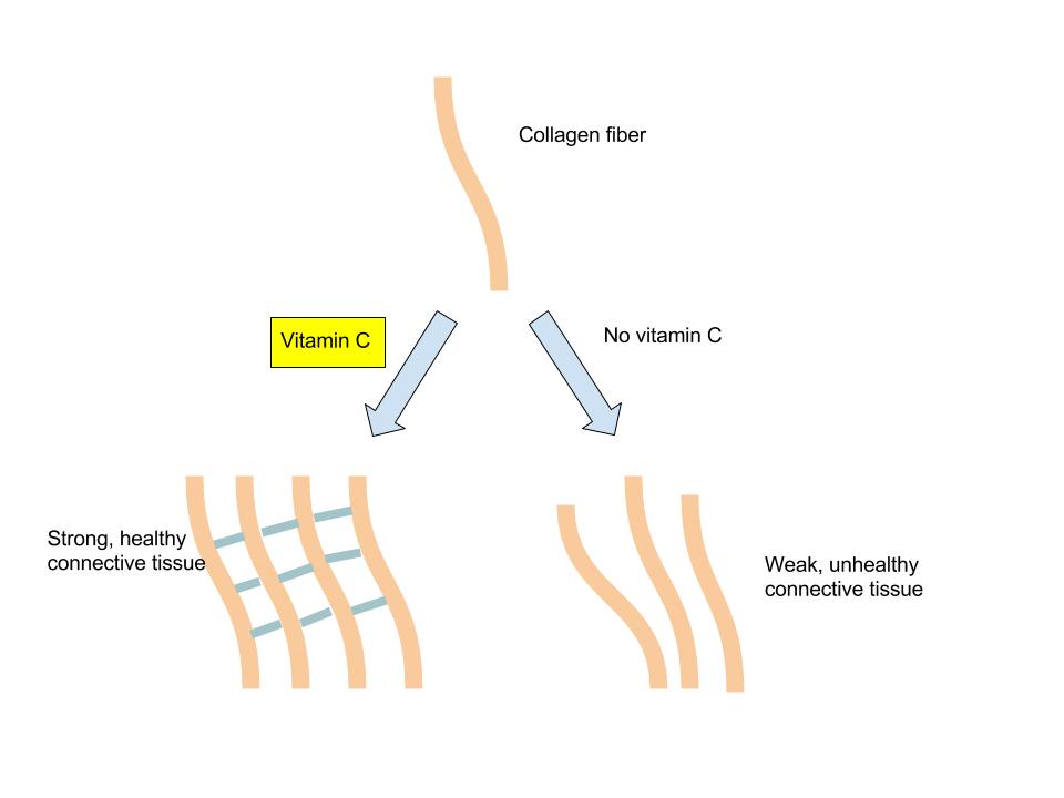 foodmate Collagen