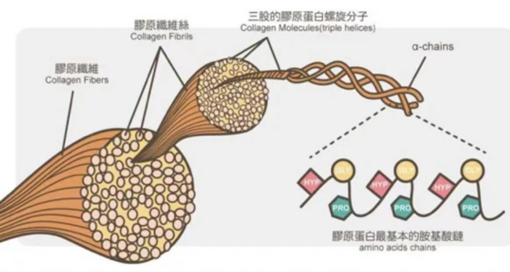 Collagen peptide